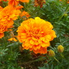 花1