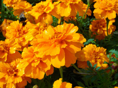 お花キラキラ