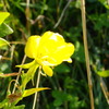 黄色い花