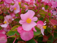花3
