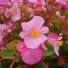 花3
