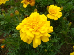 花2