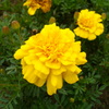 花2