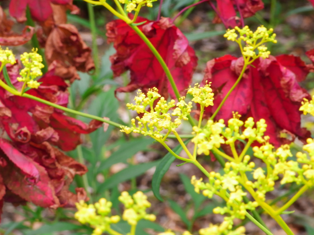 黄色と赤のコントラスト
