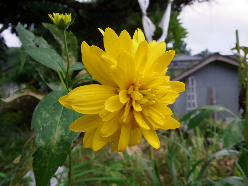 一際大きな一輪の花