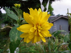 一際大きな一輪の花