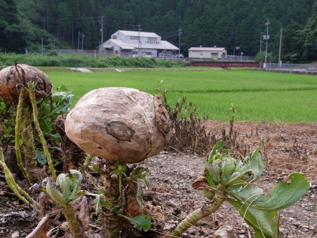 宇宙人がやってきた!!