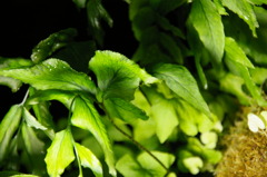 炭鉱内のライトで自生していた植物