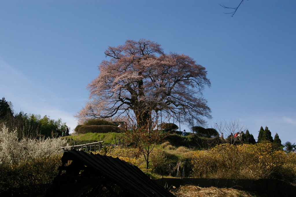 醍醐桜１