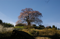 醍醐桜１