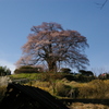 醍醐桜１