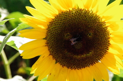 花の鼻に蜂