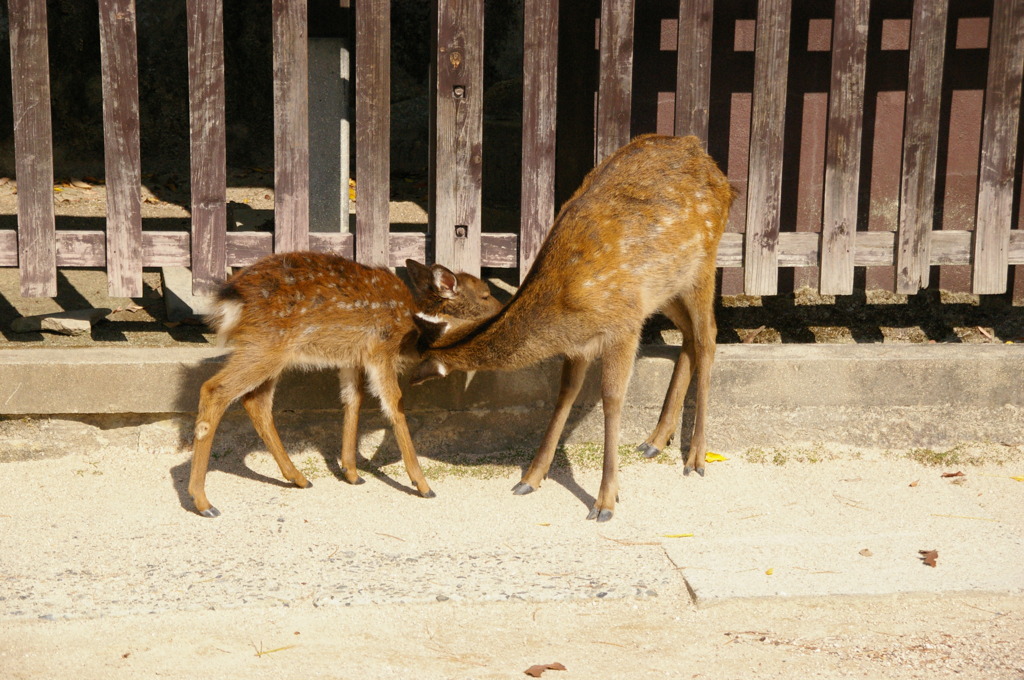 親鹿と小鹿
