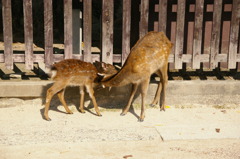 親鹿と小鹿