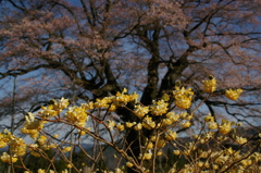 サクラとカタクリの花と