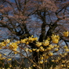 サクラとカタクリの花と