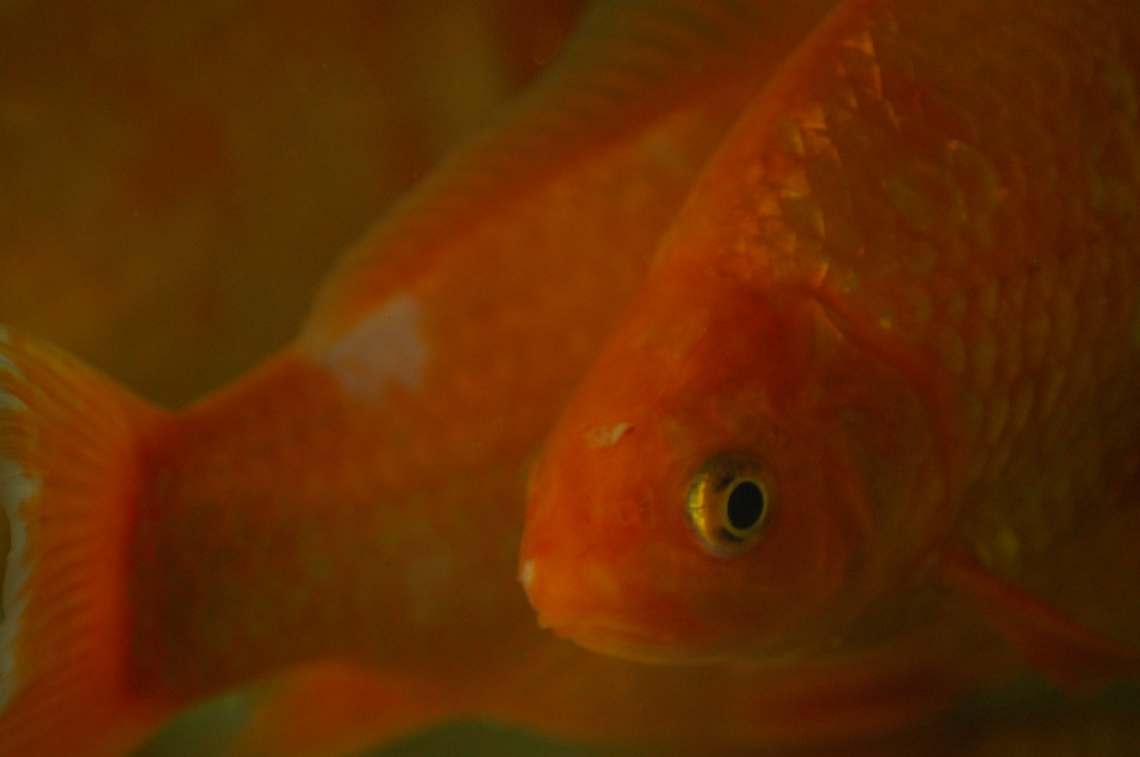 水槽の金魚