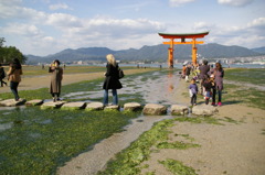 今日は潮が引いてましてね