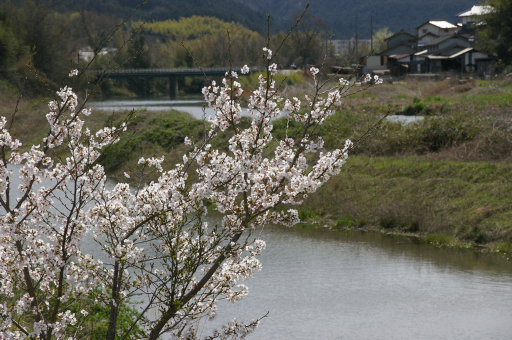 川岸の向こうに