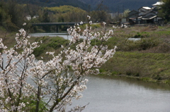 川岸の向こうに