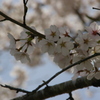 サクラサク