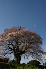醍醐桜３