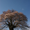 醍醐桜３