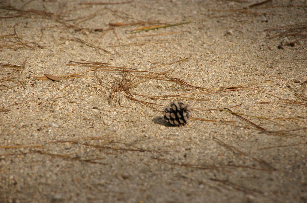 まるでスポットライトを当てたようだ