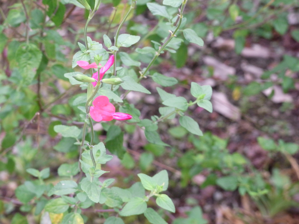 すごく小さな花だったんだぜ？