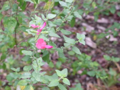 すごく小さな花だったんだぜ？