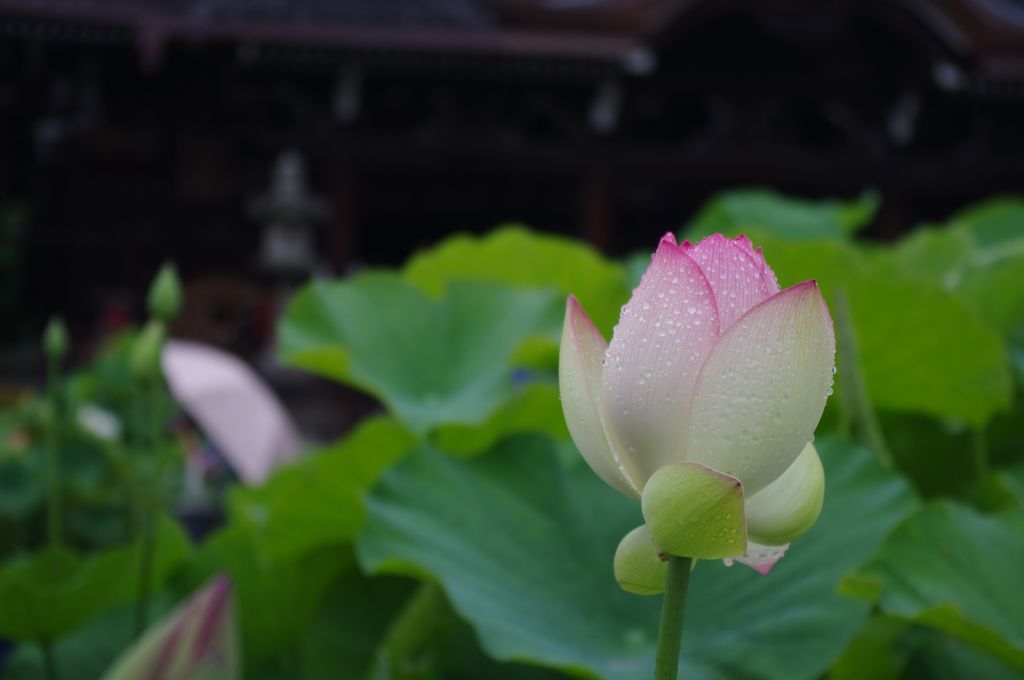 三室戸寺の蓮