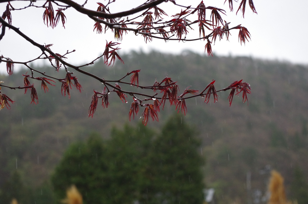雨　IMGP7241