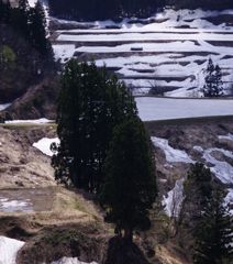 栃尾の棚田