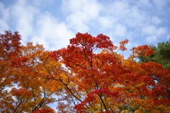 DSC00333