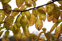 DSC00329