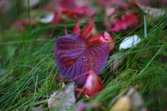 DSC00276