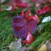 DSC00276