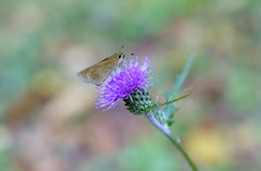 DSC00185