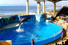 新江の島水族館 Ⅴ