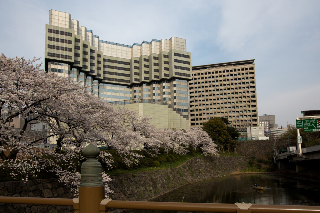 別れの桜