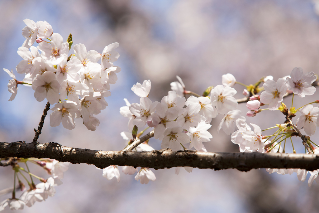 蔵出し桜 Ⅲ