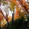 想い出の紅葉 Ⅳ