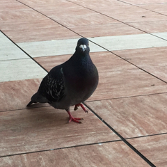 某私鉄駅広場の鳩
