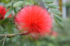 Red Powederpuff