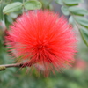 Red Powederpuff