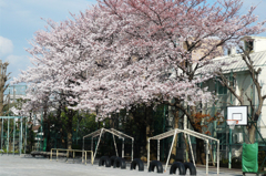 春休みの校庭の桜