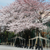 春休みの校庭の桜