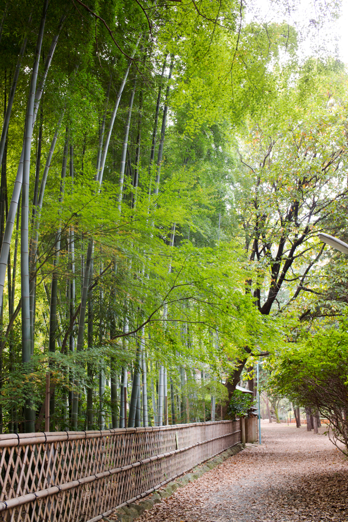 晩秋の大宮八幡宮 Ⅸ