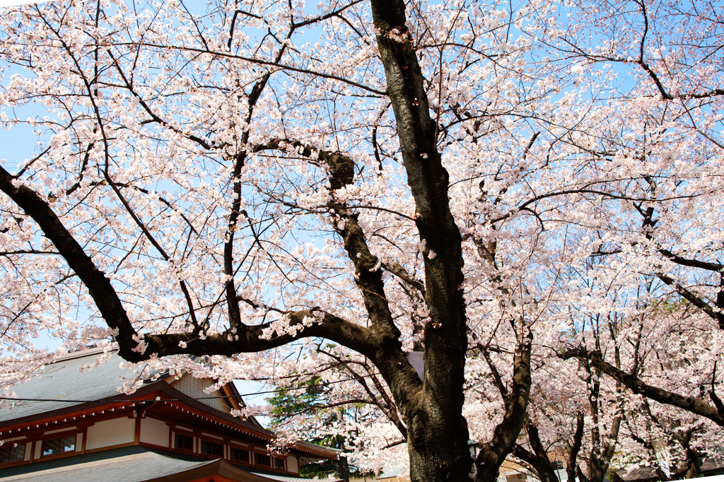 蔵出し桜 Ⅳ