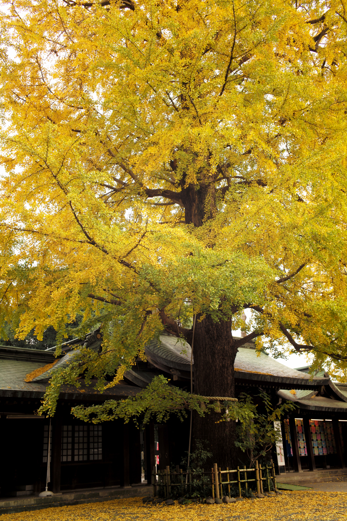 晩秋の大宮八幡宮 Ⅶ